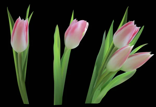 Tulipanes rosa claro iolados sobre negro — Vector de stock