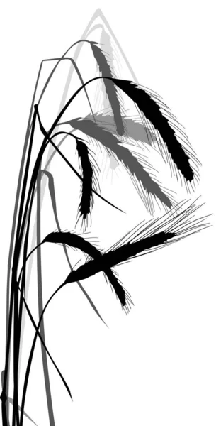 Épis noirs et gris de blé isolés sur blanc — Image vectorielle