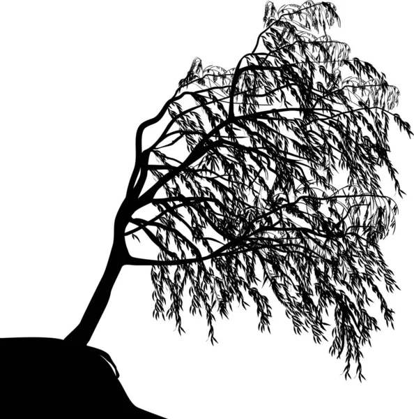 Weeping willow silhouette isolated on white — Stock Vector