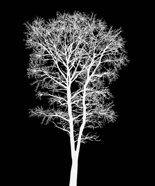 黒で隔離された白い裸の木 — ストックベクタ