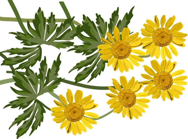 Groupe de coltsfoot fleurs illustration — Image vectorielle