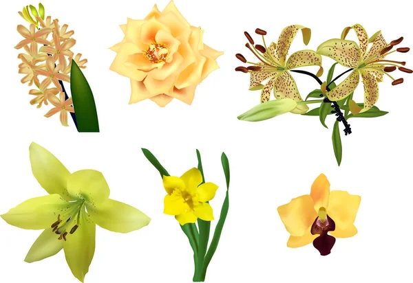 Set of six yellow flowers isolated on white — Stock Vector