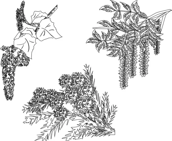 Trois croquis de branches d'arbres de printemps isolés sur blanc — Image vectorielle