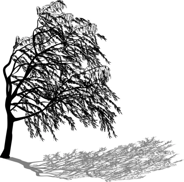 Weeping willow with shadow isolated on white Royalty Free Stock Illustrations