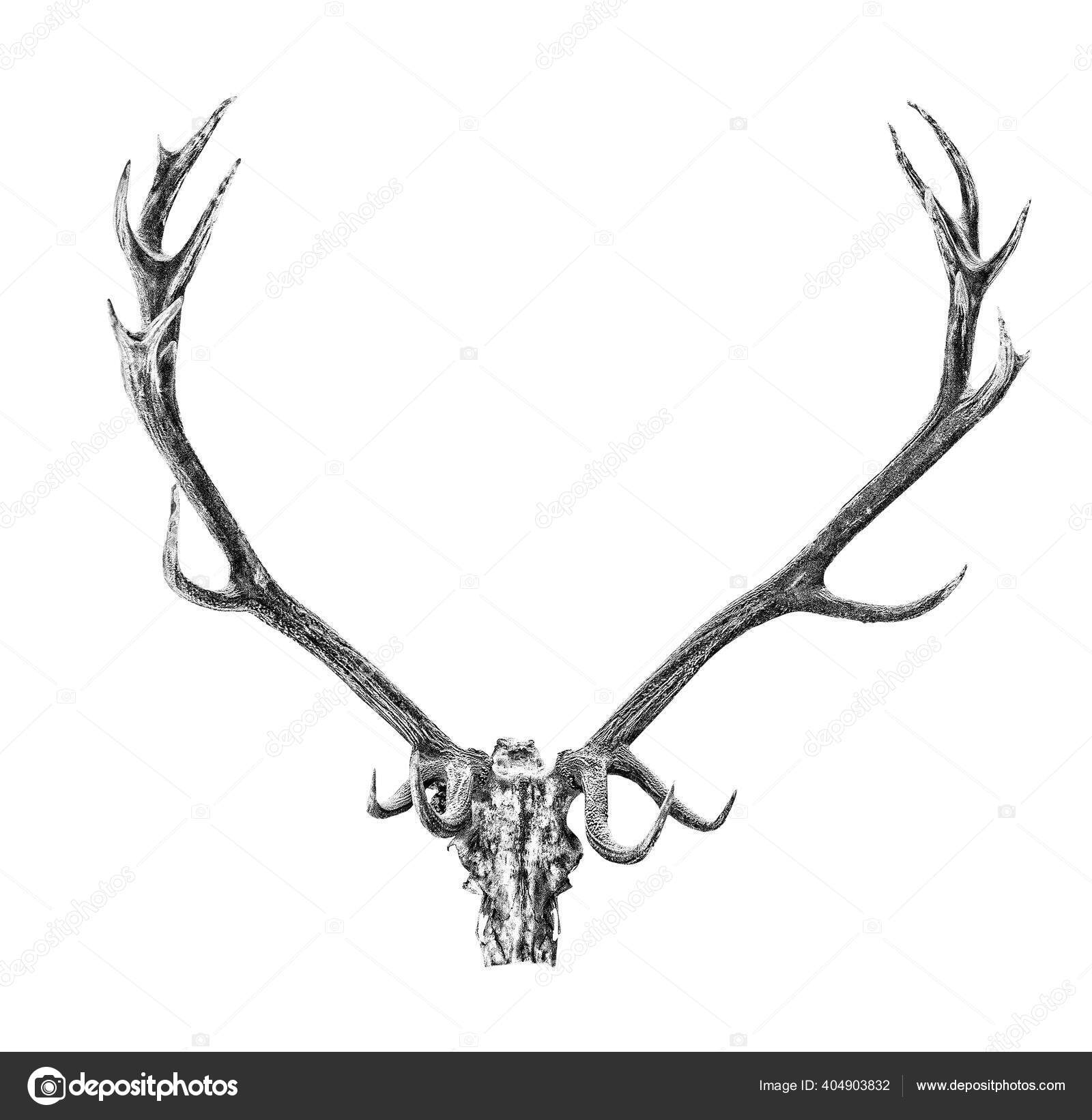 Deer Antler On White Background Stock Illustration - Download