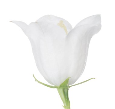 büyük çan çiçeği beyaz arkaplanda izole