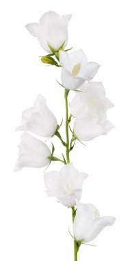 büyük çan çiçekleri beyaz arkaplanda izole