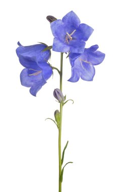 büyük çan çiçekleri beyaz arkaplanda izole