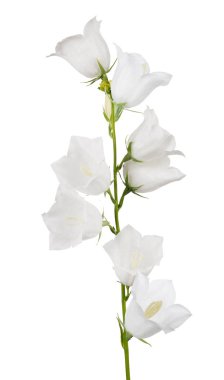 büyük çan çiçekleri beyaz arkaplanda izole