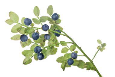 beyaz arkaplanda yaban mersini dalı izole edildi