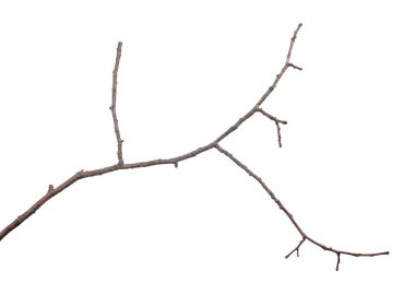 Beyaz arkaplanda izole edilmiş küçük çıplak ağaç dalı