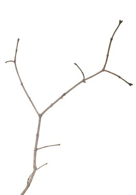 Beyaz arkaplanda izole edilmiş küçük çıplak ağaç dalı