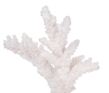 Açık mercan beyaz zemin üzerinde izole