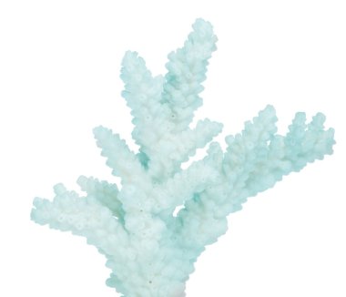 Açık mercan beyaz zemin üzerinde izole