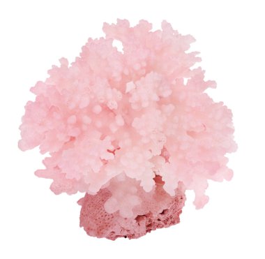 Açık mercan beyaz zemin üzerinde izole