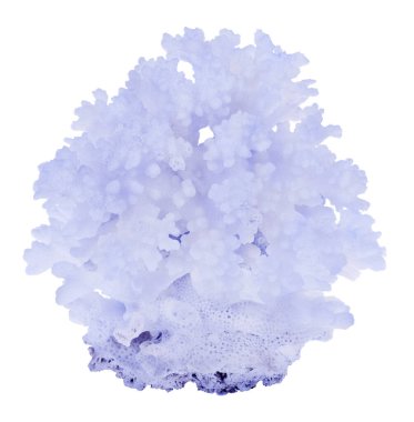 Açık mercan beyaz zemin üzerinde izole