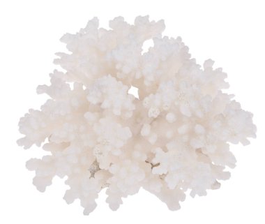 Açık mercan beyaz zemin üzerinde izole