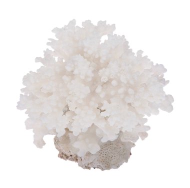 Açık mercan beyaz zemin üzerinde izole