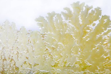 Sarı kristallerin arka planına sahip makro fotoğraf