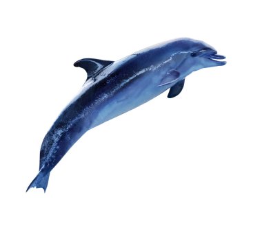Mavi dophin beyaz arkaplanda izole edildi