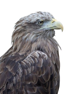 beyaz arkaplanda izole edilmiş kartal portresi