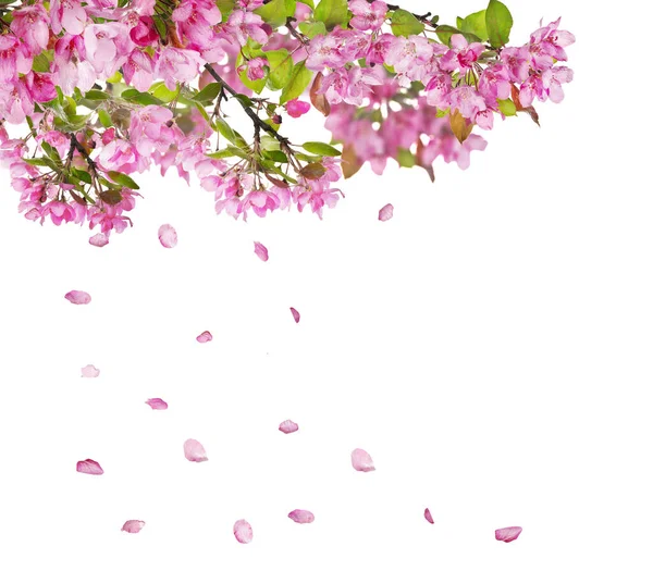 Apple Tree Flower Branches Falling Petals Isolated White Background — Stock Photo, Image