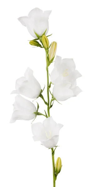 Μεγάλα Λουλούδια Που Απομονώνονται Λευκό Φόντο — Φωτογραφία Αρχείου