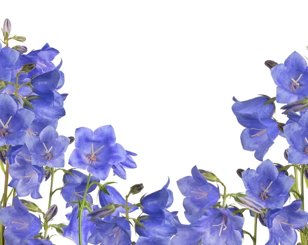 Large Bell Flowers Half Frame Isolated White Background — Stock Photo, Image