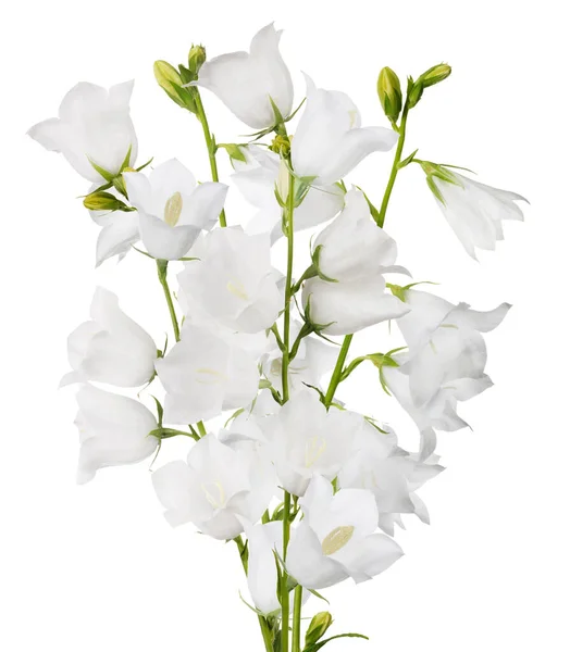 Grandes Flores Sino Isolado Fundo Branco — Fotografia de Stock