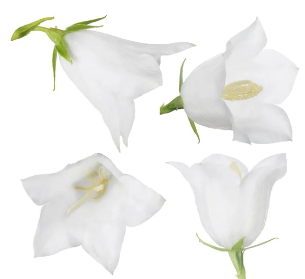 Large Bellflower Blooms Isolated White Background — Stock Photo, Image