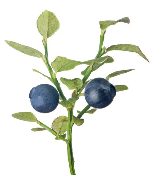 蓝莓枝 白色背景分离 — 图库照片