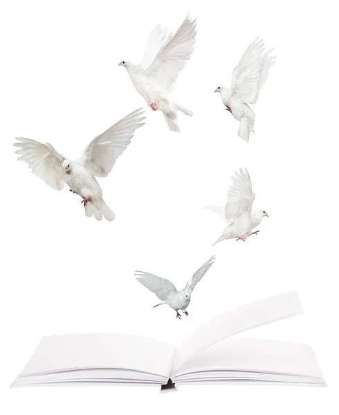 Nyitott Üres Könyv Repülő Galambok Elszigetelt Fehér Háttér — Stock Fotó