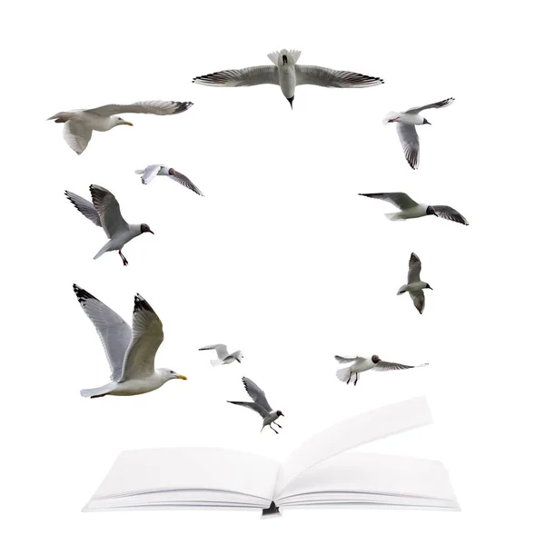 Offenes Leeres Buch Und Fliegende Möwen Isoliert Auf Weißem Hintergrund — Stockfoto