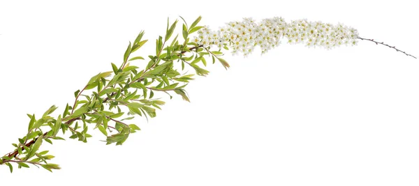 Spring Branch Flowers Isolated White Background — Stock Photo, Image