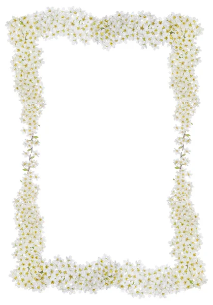 Frame Spring Branches Flowers Isolated White Background — Stock Photo, Image