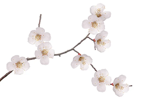 Cherry Tree Flowers Isolated White Background — Stock Photo, Image