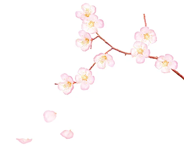 Cherry Tree Flowers Isolated White Background — Stock Photo, Image