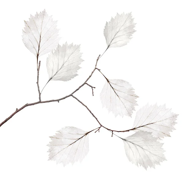 白地に乾燥葉が孤立した小さな木の枝 — ストック写真