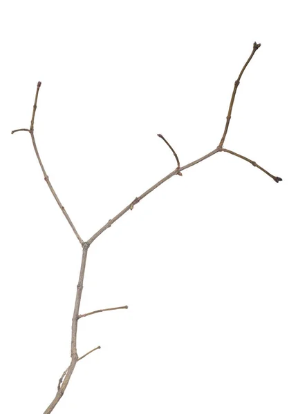白色背景上孤立的小的裸露的树枝 — 图库照片