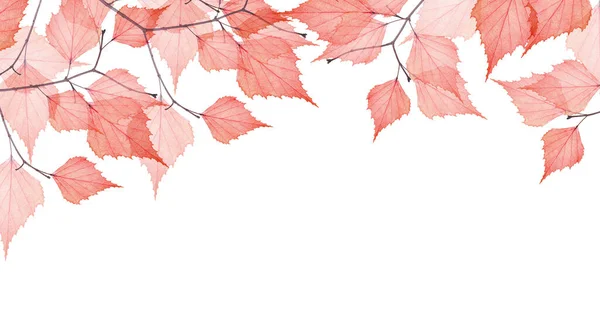 Ветви Дерева Сушеными Листьями Изолированы Белом Фоне — стоковое фото