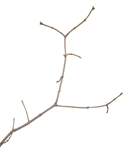 Небольшая Голая Ветвь Дерева Выделенная Белом Фоне — стоковое фото