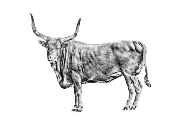 Single Bull Sketch Isolated White Background — Stock Photo, Image