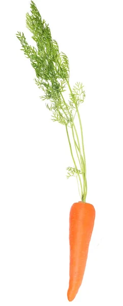 Zanahoria Naranja Aislada Sobre Fondo Blanco — Foto de Stock