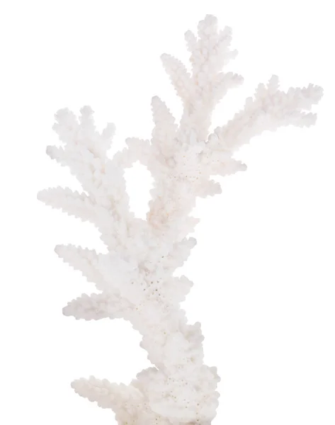白色背景下孤立的浅色珊瑚 — 图库照片