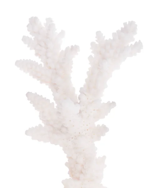 白い背景に単離された光サンゴは — ストック写真