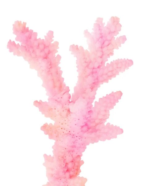 Coral Rosa Claro Aislado Sobre Fondo Blanco —  Fotos de Stock