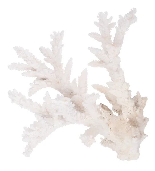 Light Coral Isolated White Background — Stock Photo, Image