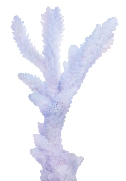 Ελαφρύ Κοράλλι Απομονωμένο Λευκό Φόντο — Φωτογραφία Αρχείου