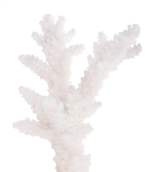 Coral Luz Isolado Fundo Branco — Fotografia de Stock