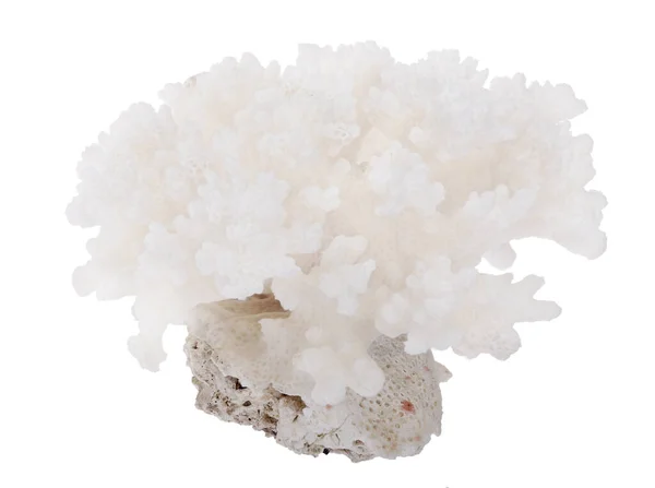 Light Coral Isolated White Background — Stock Photo, Image